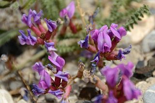27 Purple Flowers Close Up At Kerqin Camp In The Shaksgam Valley On Trek To K2 North Face In China.jpg